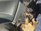Chiot femelle Chihuahua noir et feu LOF à vendre