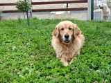 Portée de 10 chiots Golden Retriever LOF nés en avril 2026 à réserver