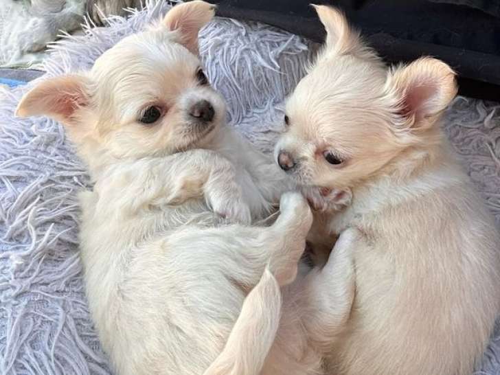 Chiot Chihuahua mâle crème poils longs à réserver non LOF