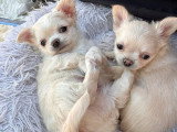 Chiot Chihuahua mâle crème poils longs à réserver non LOF