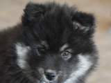 Chiot femelle Chien Finnois de Laponie LOF à vendre