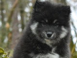 Chiot femelle Chien Finnois de Laponie LOF à vendre