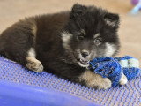 Chiot femelle Chien Finnois de Laponie LOF à vendre