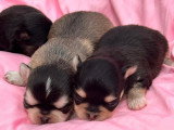 Portée de 3 chiots Chihuahua poils longs non LOF à vendre