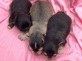 Portée de 3 chiots Chihuahua poils longs non LOF à vendre