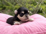 Portée de 3 chiots Chihuahua poils longs non LOF à vendre