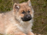 Deux chiots Eurasier LOF nés en octobre 2025 disponibles