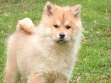 Deux chiots Eurasier LOF nés en octobre 2025 disponibles