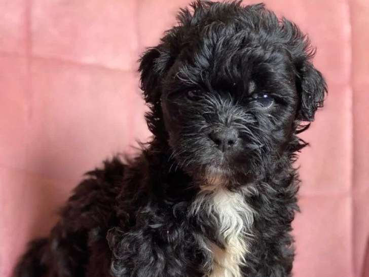 Chiots Shih Tzu x Caniche et Shih Tzu pur race non LOF à vendre