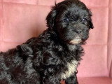 Chiots Shih Tzu x Caniche et Shih Tzu pur race non LOF à vendre