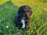 Chiots Shih Tzu x Caniche et Shih Tzu pur race non LOF à vendre