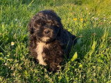 Chiots Shih Tzu x Caniche et Shih Tzu pur race non LOF à vendre