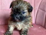Chiots Shih Tzu x Caniche et Shih Tzu pur race non LOF à vendre