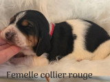 Réservation 4 chiots Basset Hound LOF
