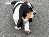 Chiot mâle Basset Hound LOF