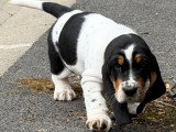 Chiot mâle Basset Hound LOF