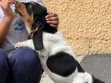 Chiot mâle Basset Hound LOF