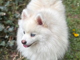 Chien Pomsky à vendre