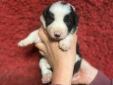 Portée de 5 chiots Border Collie LOF nés en mars 2026 à réserver
