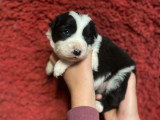 Portée de 5 chiots Border Collie LOF nés en mars 2026 à réserver