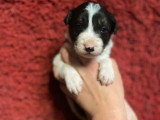 Portée de 5 chiots Border Collie LOF nés en mars 2026 à réserver