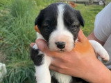 Portée de 5 chiots Border Collie LOF nés en mars 2026 à réserver