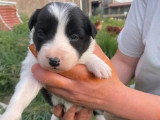 Portée de 5 chiots Border Collie LOF nés en mars 2026 à réserver
