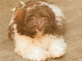 Beauregard