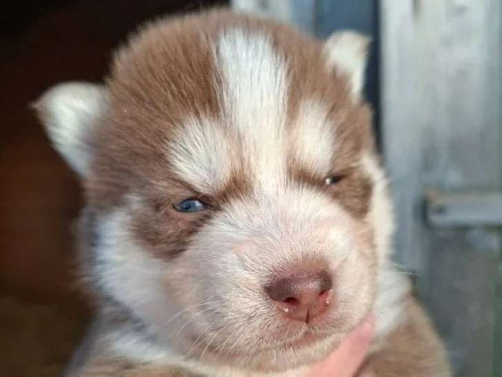 Portée Pomsky F3B 3 chiots disponibles nés en mars 2026