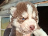Portée Pomsky F3B 3 chiots disponibles nés en mars 2026