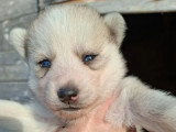 Portée Pomsky F3B 3 chiots disponibles nés en mars 2026