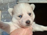 Portée Pomsky F3B 3 chiots disponibles nés en mars 2026