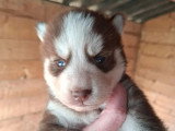 Portée Pomsky F3B 3 chiots disponibles nés en mars 2026