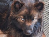 Portée Pomsky F3B 3 chiots disponibles nés en mars 2026