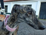 Caridad, petite Galga parfaite à adopter en association