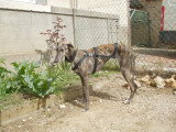 Caridad, petite Galga parfaite à adopter en association