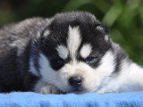 Superbes chiots Husky LOF à vendre