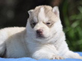 Superbes chiots Husky LOF à vendre