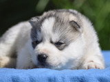 Superbes chiots Husky LOF à vendre