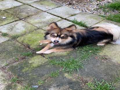 Jeune Pomksy à donner