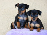 Adorables chiots Pinschers Nains LOF à vendre