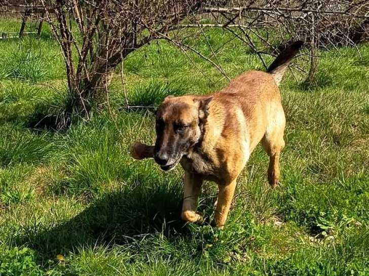 Argos, magnifique Malinois à adopter en association