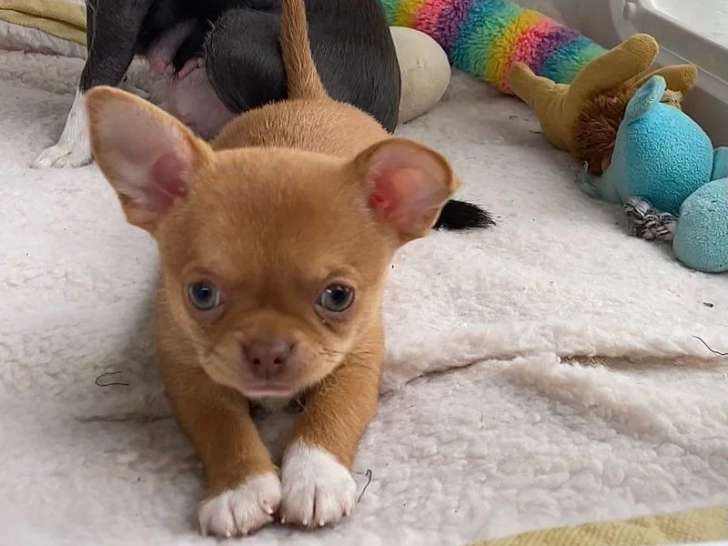 Portée de 4 chiots Chihuahua non LOF nés en février 2026