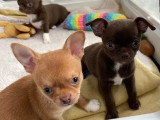 Portée de 4 chiots Chihuahua non LOF nés en février 2026 à vendre