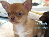 Portée de 4 chiots Chihuahua non LOF nés en février 2026 à vendre