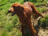 Saba, superbe chienne Setter Irlandais à adopter en association