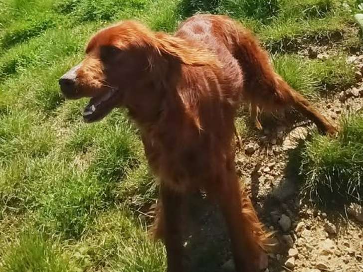 Saba, superbe chienne Setter Irlandais à adopter en association
