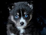 Chiot Pomsky mâle non LOF né en février 2026 à vendre