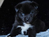 Chiot Pomsky mâle non LOF né en février 2026 à vendre
