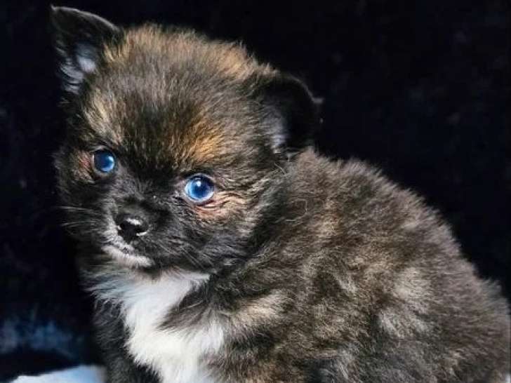 Chiot Pomchi mâle fauve charbonné non LOF né en janvier 2026